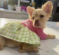 Diamond , a female French Bulldog for sale in Las Vegas, NV – 3 of 7