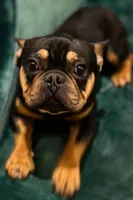🔥 Midnight Pharaoh 🔥   Compact Black & Tan French Bulldog Boy, a male French Bulldog for sale in Las Vegas, NV – 5 of 5