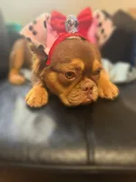 Honey Luxe🤎Fluffy Rojo Doll, a female French Bulldog for sale in Las Vegas, NV – 9 of 9