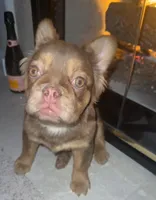 Honey Luxe🤎Fluffy Rojo Doll, a female French Bulldog for sale in Las Vegas, NV – 8 of 9