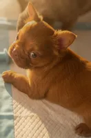 Ember Fluffy New Shade French Bulldog Girl, a female French Bulldog for sale in Las Vegas, NV – 9 of 10
