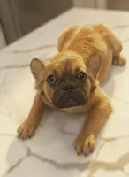 🤎✨ Golden Halo ✨ Fluffy Black Mask French Bulldog Girl, a female French Bulldog for sale in Las Vegas, NV – 8 of 8