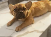 🤎✨ Golden Halo ✨ Fluffy Black Mask French Bulldog Girl, a female French Bulldog for sale in Las Vegas, NV – 7 of 8