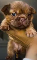Ember Fluffy New Shade French Bulldog Girl, a female French Bulldog for sale in Las Vegas, NV – 4 of 10