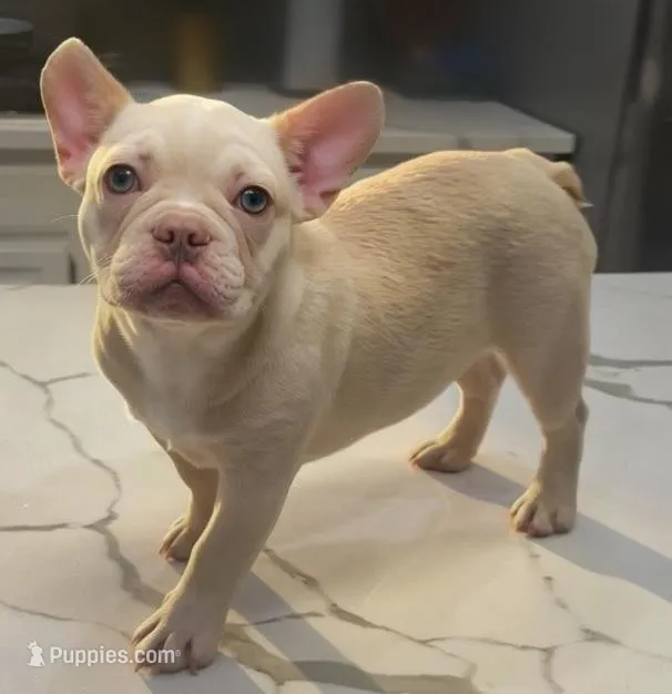 Chanel – French Bulldog puppy for sale in Las Vegas, NV