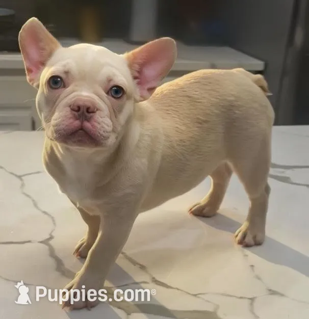 Chanel, a female French Bulldog for sale in Las Vegas, NV – 1 of 6