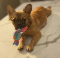 🤎✨ Golden Halo ✨ Fluffy Black Mask French Bulldog Girl, a female French Bulldog for sale in Las Vegas, NV – 4 of 8