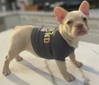 Chanel, a female French Bulldog for sale in Las Vegas, NV – 4 of 6