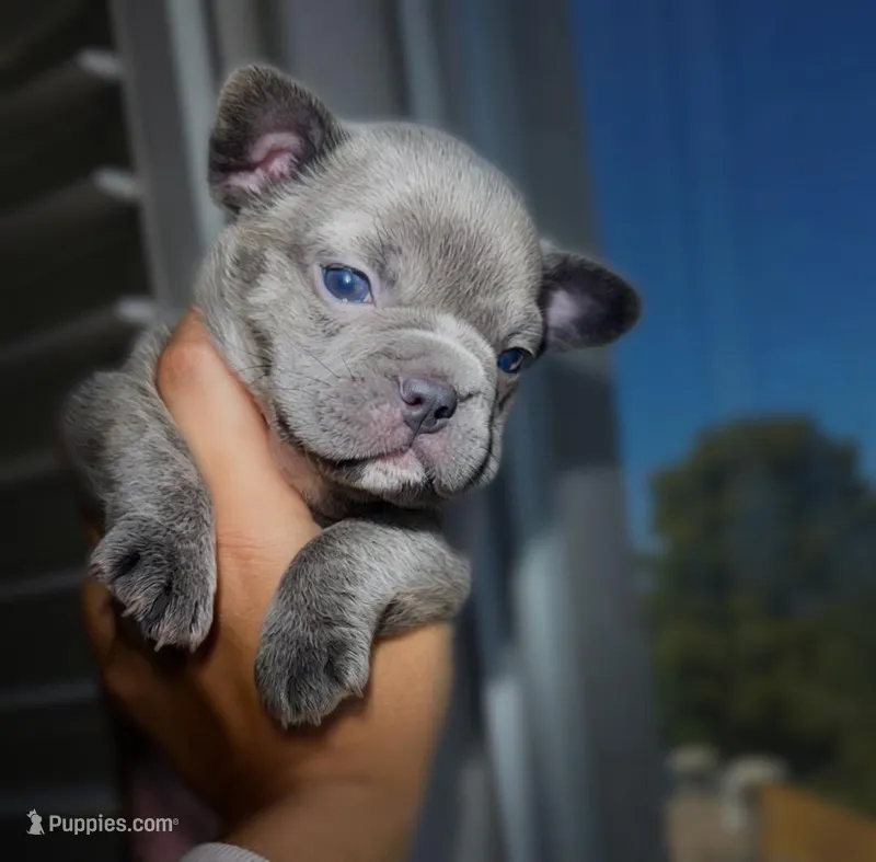 Smoke/ Compact Exotic Merle French Bulldog – French Bulldog puppy for sale in Las Vegas, NV