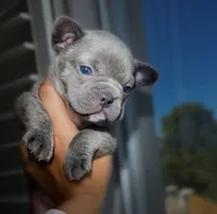 Smoke/ Compact Exotic Merle French Bulldog, a male French Bulldog for sale in Las Vegas, NV – 1 of 8
