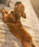 🤎✨ Golden Halo ✨ Fluffy Black Mask French Bulldog Girl, a female French Bulldog for sale in Las Vegas, NV – 6 of 8