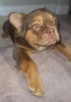 Honey Luxe🤎Fluffy Rojo Doll, a female French Bulldog for sale in Las Vegas, NV – 2 of 9