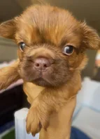 Ember Fluffy New Shade French Bulldog Girl, a female French Bulldog for sale in Las Vegas, NV – 3 of 10
