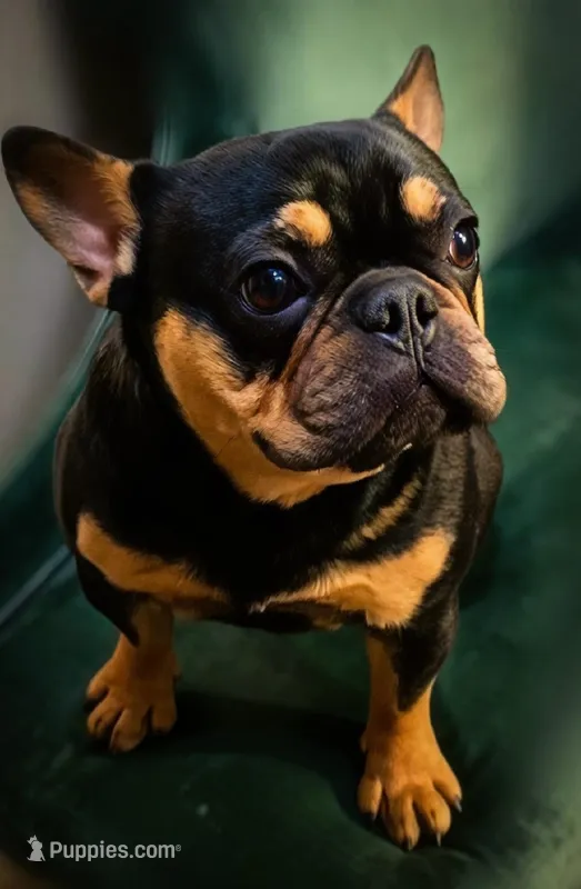 🔥 Midnight Pharaoh 🔥   Compact Black & Tan French Bulldog Boy – French Bulldog puppy for sale in Las Vegas, NV