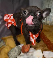 Ruby- , a female French Bulldog for sale in Las Vegas, NV – 5 of 10