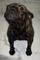 Ruby- , a female French Bulldog for sale in Las Vegas, NV – 9 of 10