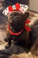 Ruby- , a female French Bulldog for sale in Las Vegas, NV – 8 of 10
