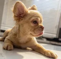 Diamond , a female French Bulldog for sale in Las Vegas, NV – 7 of 7