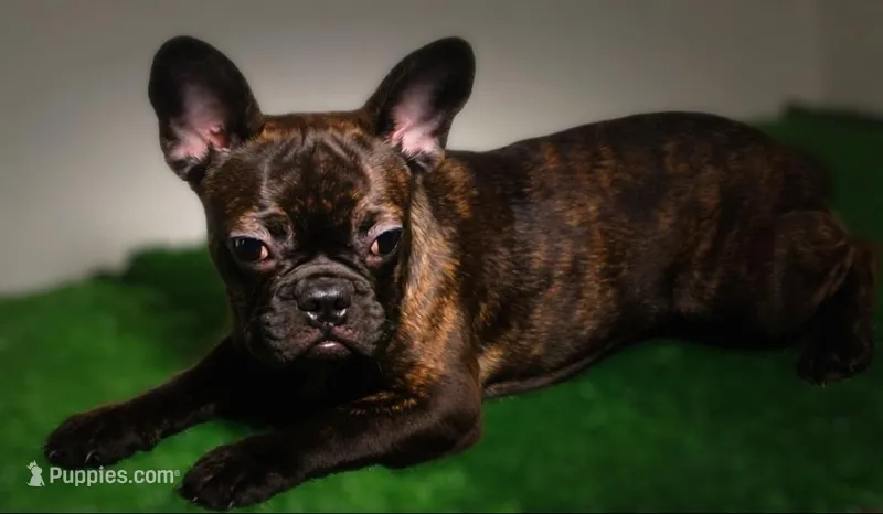 Ruby-  – French Bulldog puppy for sale in Las Vegas, NV