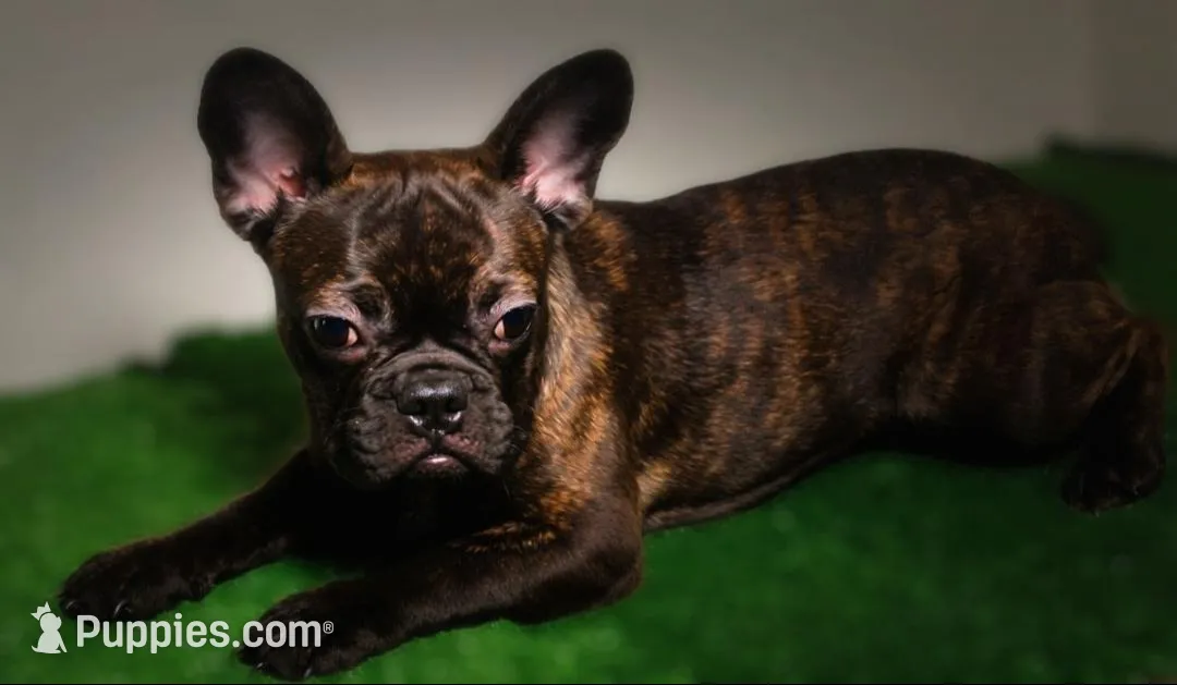Ruby- , a female French Bulldog for sale in Las Vegas, NV – 1 of 10