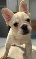 Opal, a female French Bulldog for sale in Las Vegas, NV – 6 of 7