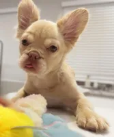 Diamond , a female French Bulldog for sale in Las Vegas, NV – 6 of 7