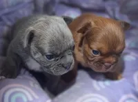 Ember Fluffy New Shade French Bulldog Girl, a female French Bulldog for sale in Las Vegas, NV – 8 of 10