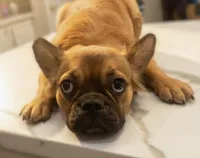🤎✨ Golden Halo ✨ Fluffy Black Mask French Bulldog Girl, a female French Bulldog for sale in Las Vegas, NV – 2 of 8