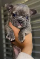 Smoke/ Compact Exotic Merle French Bulldog, a male French Bulldog for sale in Las Vegas, NV – 5 of 8