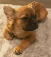 🤎✨ Golden Halo ✨ Fluffy Black Mask French Bulldog Girl, a female French Bulldog for sale in Las Vegas, NV – 5 of 8