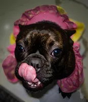 Ruby- , a female French Bulldog for sale in Las Vegas, NV – 6 of 10