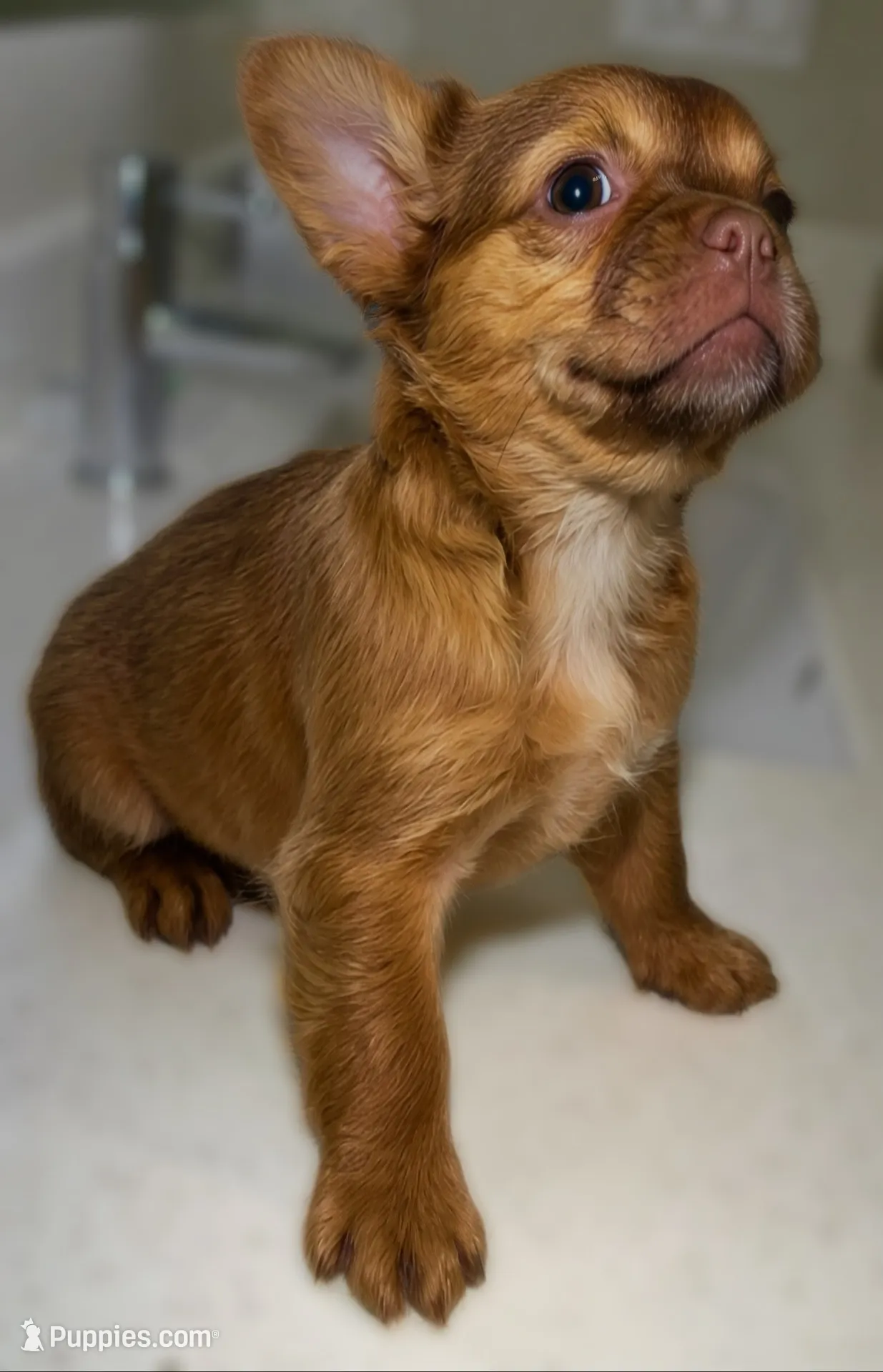 Ember Fluffy New Shade French Bulldog Girl, a female French Bulldog for sale in Las Vegas, NV – 1 of 10