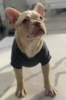 Chanel, a female French Bulldog for sale in Las Vegas, NV – 6 of 6