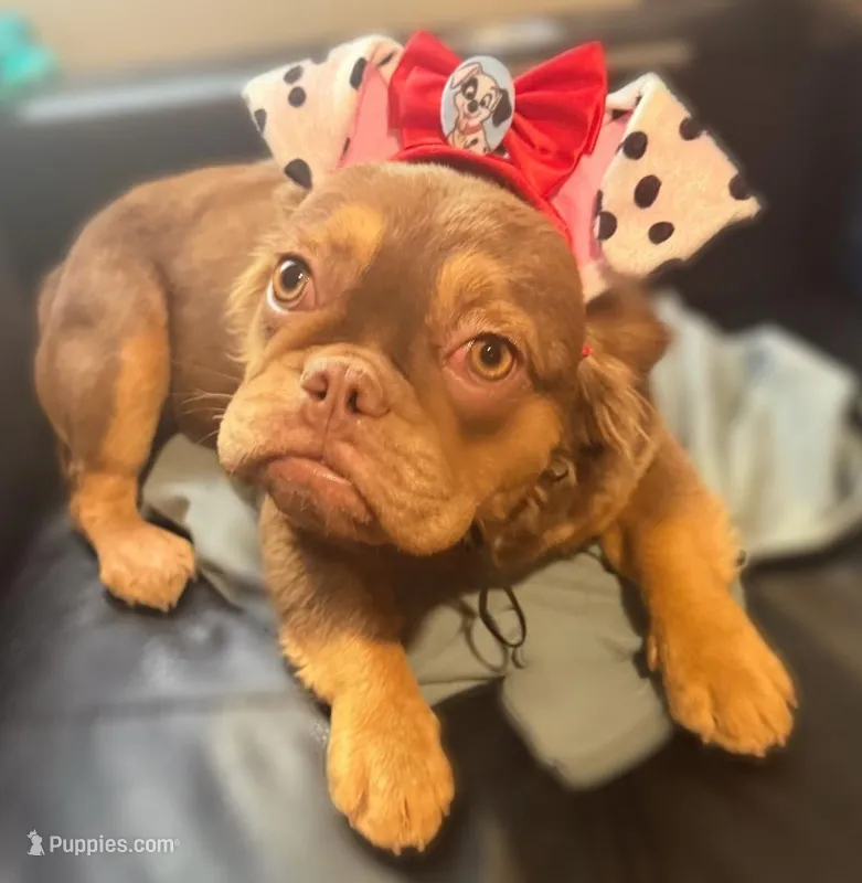Honey Luxe🤎Fluffy Rojo Doll – French Bulldog puppy for sale in Las Vegas, NV