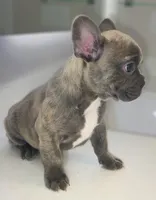 Smoke/ Compact Exotic Merle French Bulldog, a male French Bulldog for sale in Las Vegas, NV – 8 of 8