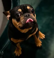 🔥 Midnight Pharaoh 🔥   Compact Black & Tan French Bulldog Boy, a male French Bulldog for sale in Las Vegas, NV – 3 of 5