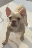 Chanel, a female French Bulldog for sale in Las Vegas, NV – 5 of 6