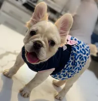 Opal, a female French Bulldog for sale in Las Vegas, NV – 4 of 7