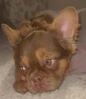 Honey Luxe🤎Fluffy Rojo Doll, a female French Bulldog for sale in Las Vegas, NV – 3 of 9