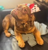 Honey Luxe🤎Fluffy Rojo Doll, a female French Bulldog for sale in Las Vegas, NV – 4 of 9