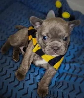 Smoke/ Compact Exotic Merle French Bulldog, a male French Bulldog for sale in Las Vegas, NV – 3 of 8