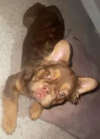 Honey Luxe🤎Fluffy Rojo Doll, a female French Bulldog for sale in Las Vegas, NV – 5 of 9