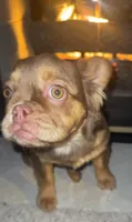 Honey Luxe🤎Fluffy Rojo Doll, a female French Bulldog for sale in Las Vegas, NV – 7 of 9