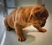 Ember Fluffy New Shade French Bulldog Girl, a female French Bulldog for sale in Las Vegas, NV – 6 of 10