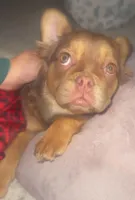 Honey Luxe🤎Fluffy Rojo Doll, a female French Bulldog for sale in Las Vegas, NV – 6 of 9