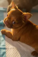 Ember Fluffy New Shade French Bulldog Girl, a female French Bulldog for sale in Las Vegas, NV – 2 of 10
