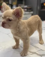 Diamond , a female French Bulldog for sale in Las Vegas, NV – 4 of 7