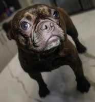 Ruby- , a female French Bulldog for sale in Las Vegas, NV – 10 of 10