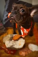 Ruby- , a female French Bulldog for sale in Las Vegas, NV – 3 of 10