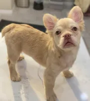 Diamond , a female French Bulldog for sale in Las Vegas, NV – 5 of 7